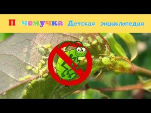 0+ Кто такая тля? Почемучка. Детская энциклопедия.