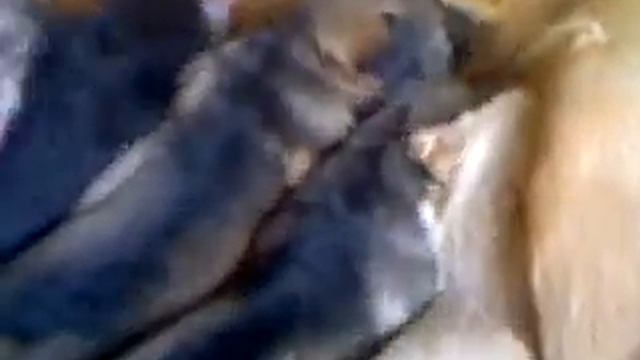 А вот Айва уже свой выводок кормит. смотреть онлайн