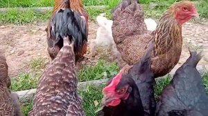 Лабродудль.Первое знакомство с нашим курочка и.