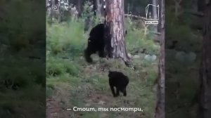 Медведь боится кота