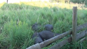 Как выросли вьетнамские свинья ?! Чем кормить поросят ? и свиней! Самый дешевый и качественный корм