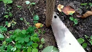 Павловния pao tong Z 07