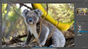 Funny Koala - Fantasy Photoshop Manipulation