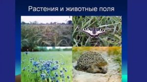 Урок 8. Естествознание. Природные сообщества растений. 3 класс