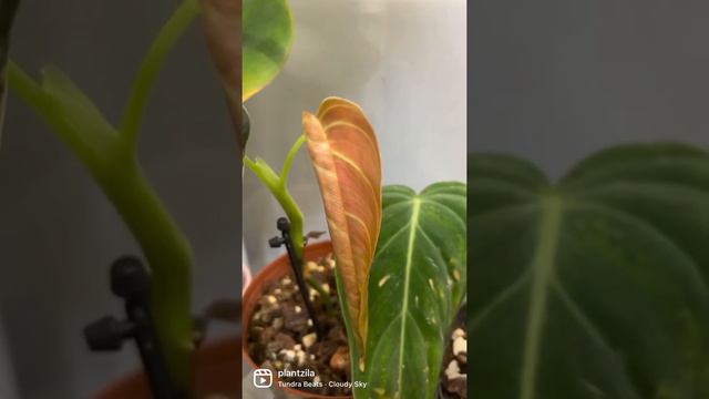 Monstera Thai | Monstera Albo  | Alocasia Dragon Scale | Philodendron Melanochrysum | Growth