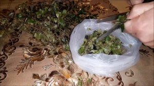 Чай из листьев брусники