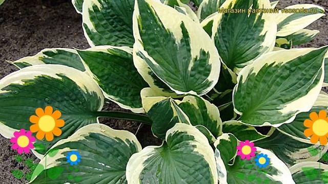Хоста гибридная Карин. Краткий обзор, описание характеристик hosta hybridum Karin смотреть онлайн