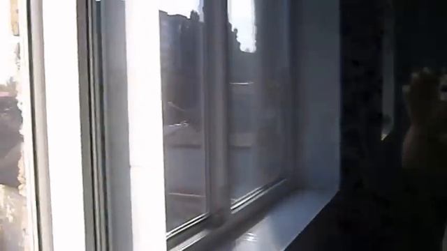 Очистить окно от плёнки. Чем очистить пластиковые окна смотреть онлайн