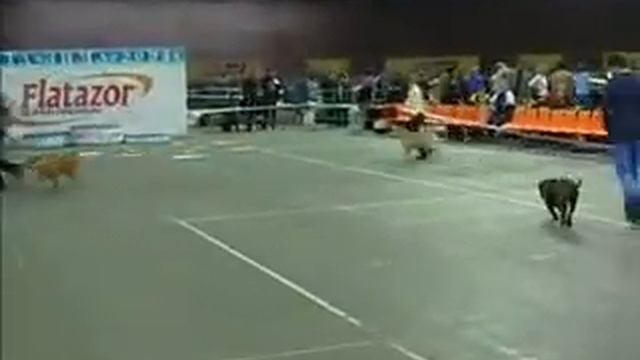 Ка де бо, Ca de Bou Afina Pallada, Aleksandres, Yamira Golden Dream (Russia), 5.12.2004 смотреть онлайн