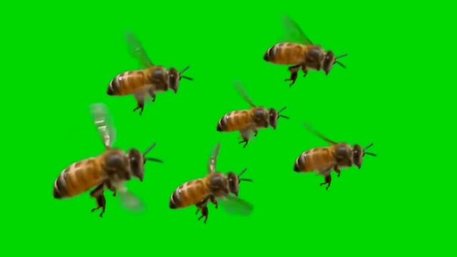 футаж порхающие летающие рой пчел. #пчелы #рой_пчел смотреть онлайн