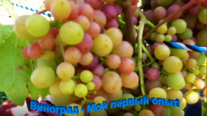 "Виноград" #Огород #Сад #Дача
