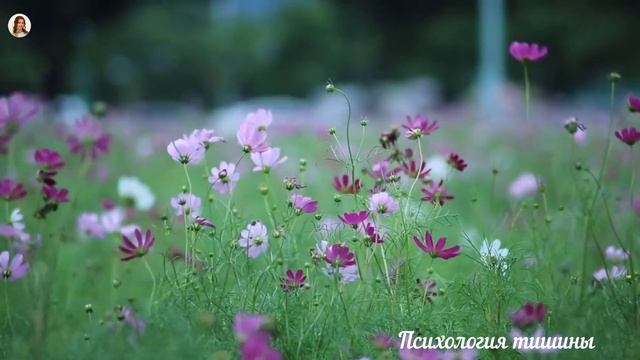 Лето*Поле*Цветы*Песни птиц*Sleep* Relax* Nature Sounds*Summer смотреть онлайн