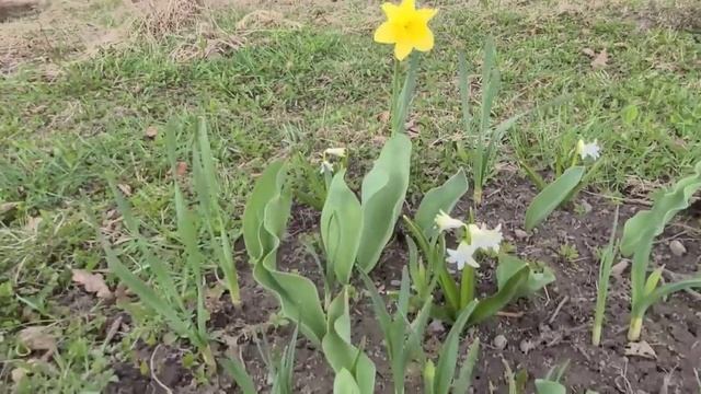 Приехали на дачу, а там такое!!! смотреть онлайн