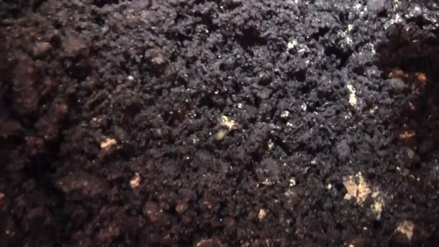 Разведение червя. Начало смотреть онлайн