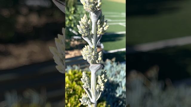 Succulent With Flowers - Echeveria sp ( Part 2 )