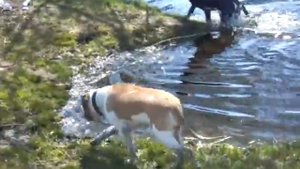 Кане Корсо и Американский бульдог DeBora i Beta 02 05 2012 1