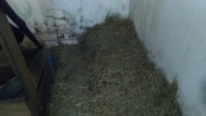 Устройство сарая для коров