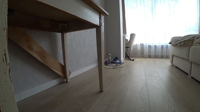 ПОДАРИЛ СОНЕ ЧИХУАХУА ЗА 50000 РУБЛЕЙ смотреть онлайн