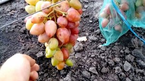 Виноград  Бонапарт  - 2018 год