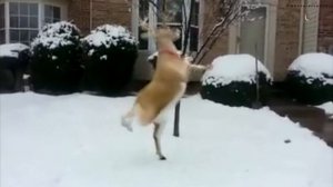 Видео для детей - Детские песни - Вернись лесной олень