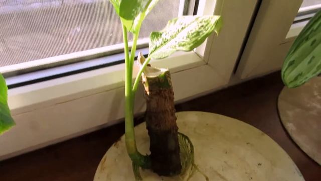Укореняем Диффенбахию в воде смотреть онлайн