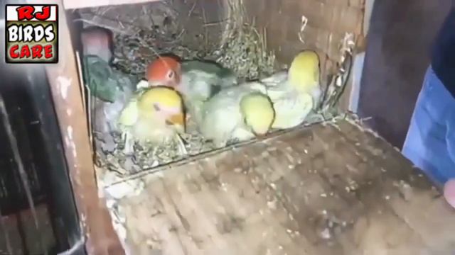 How many eggs do love birds lay? | love birds eggs hatching time | egg how many days
