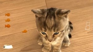 МАЛЕНЬКИЙ КОТЕНОК - Спасаем и лечим кота #пурумчата