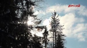 Охота на Русском Севере. Облавная на волка