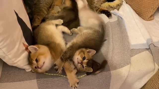 ?Наши британские котята с рождения до года | British gold shinshilla kittens