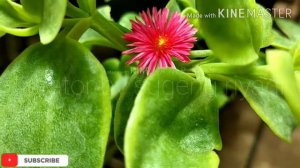 Lipstik bunga MERAH (KOKEDAMA)Aeschynanthus Radicant, si Bunga Lipstik