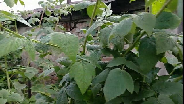 Как обрезаю малину после сбора урожая. Чем малину подкормить, обработать от болезней и вредителей смотреть онлайн