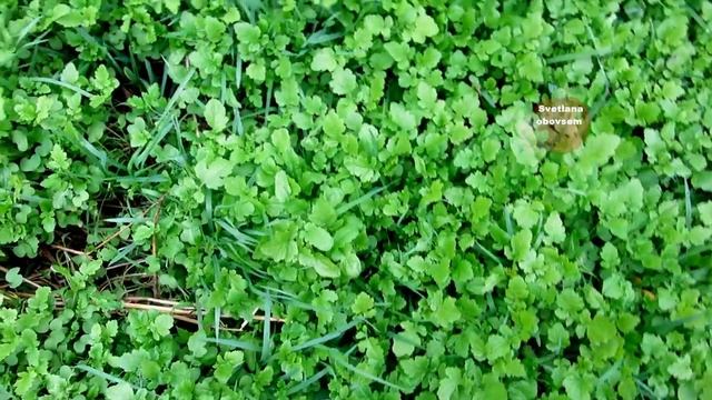 СРОЧНО СЕЙТЕ ЭТОТ СИДЕРАТ В НОЯБРЕ. ОН ИЗБАВИТ ГРЯДКИ ОТ СОРНЯКОВ, ПРОВОЛОЧНИКА ,НЕМАТОД - ВЕСНОЙ смотреть онлайн