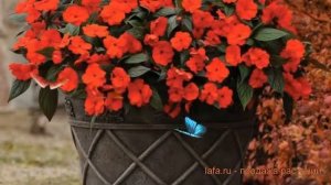 Бальзамин ново-гвинейский Ред ? бальзамин Ред обзор: как сажать семена бальзамина Ред