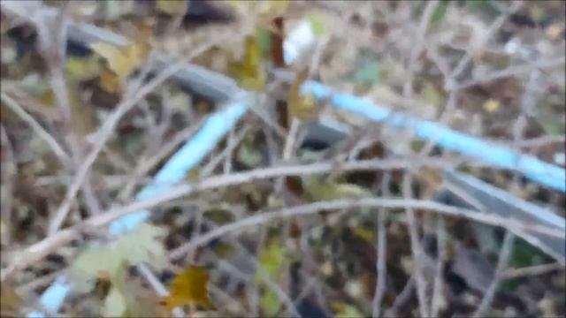 Формирующая обрезка крыжовника для кустов возрастом до 5 лет смотреть онлайн