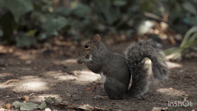 Белка и сурок ! Видео прекрасных грызунов ? смотреть онлайн