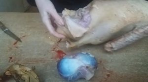 Как ощипать и выпатрошить гуся?