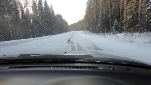 Рябчики на дороге. Весна близко.