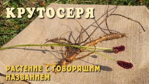 Крутосеря - растение с говорящим названием