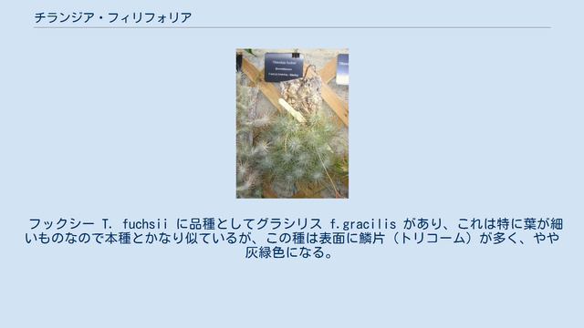 チランジア・フィリフォリア смотреть онлайн