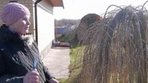 Лиственница Пендула на штамбе. Омолаживающая весенняя обрезка лиственницы.