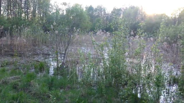 Болото в лесу смотреть онлайн