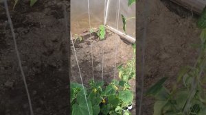 Выращивание огурцов в ведрах для теплицы