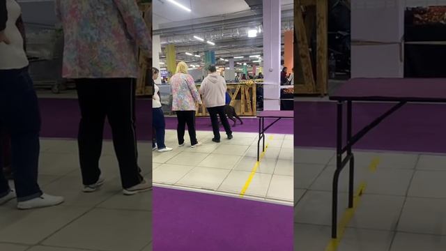 Международная выставка СКОР- Талисман лучший щенок?#cane #tttt #канекорсо #canecorso смотреть онлайн