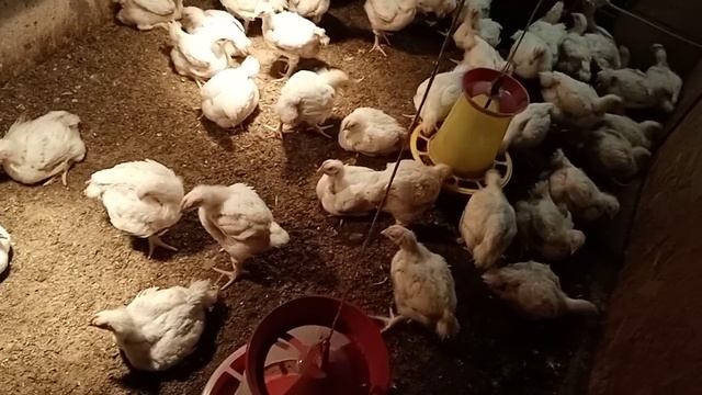 Вес бройлеров в 30 дней на своём корме. смотреть онлайн