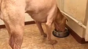 Переходим на здоровое питание/Аллергия/Жизнь Шарпея (sharpei)