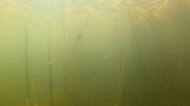 Ловля ротана и карася на наноджиг и мормышинг в затопленных мраморных карьерах в Колюткино
