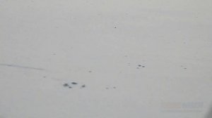 Ловлю карася на маховую удочку. Поплавок крупным планом. Рыбалка 2021