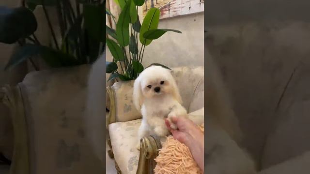 Корейский Мальтезе Bantly папа моих Мальтипу