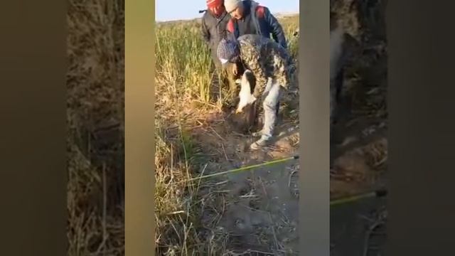 Каракалпакстан улкен балык шыкты | Охота рыбалка | fish fisher