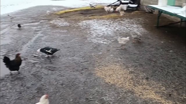 ПЕРВЫЙ СНЕГ В ДЕРЕВНЕ/ смотреть онлайн